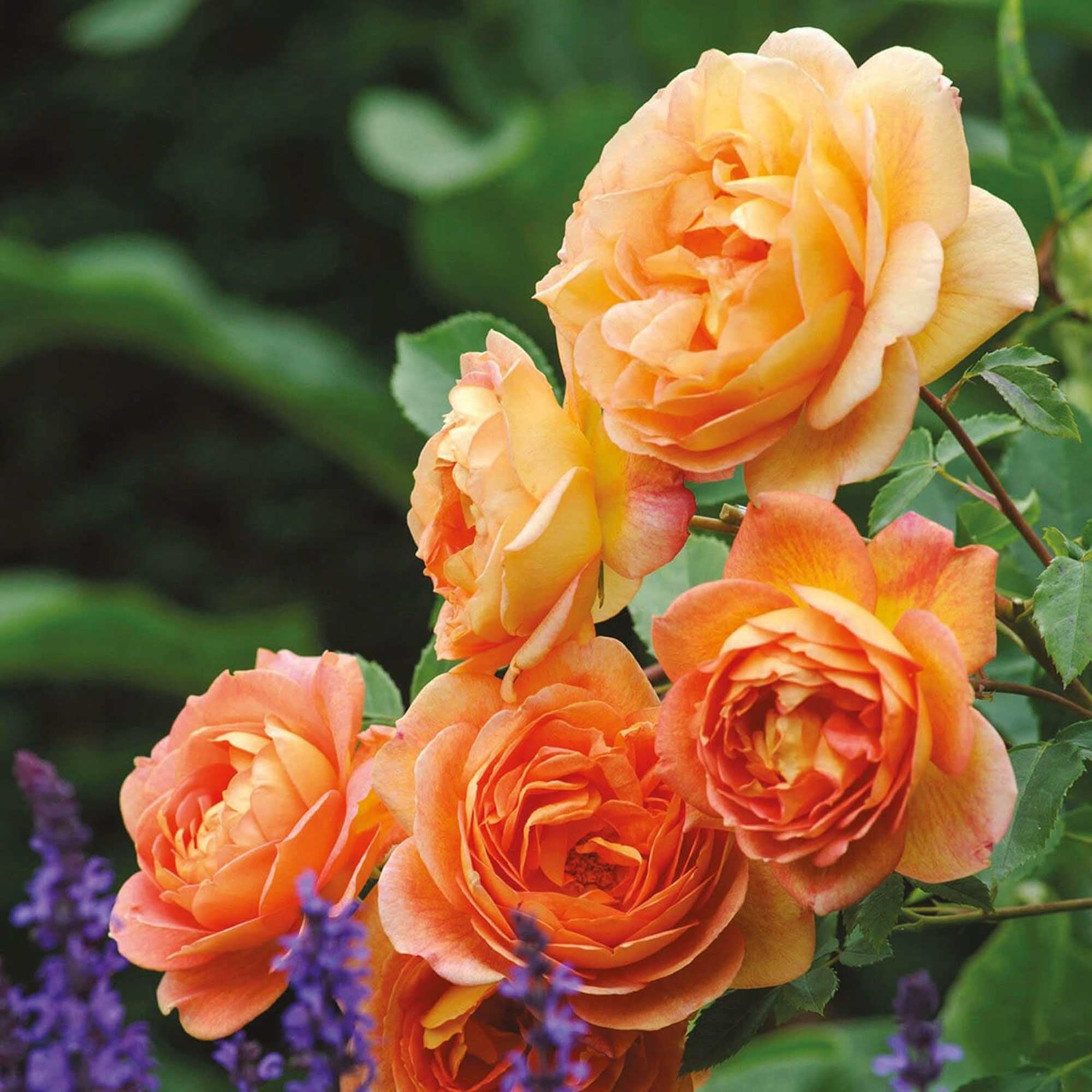 Lady Of Shalott