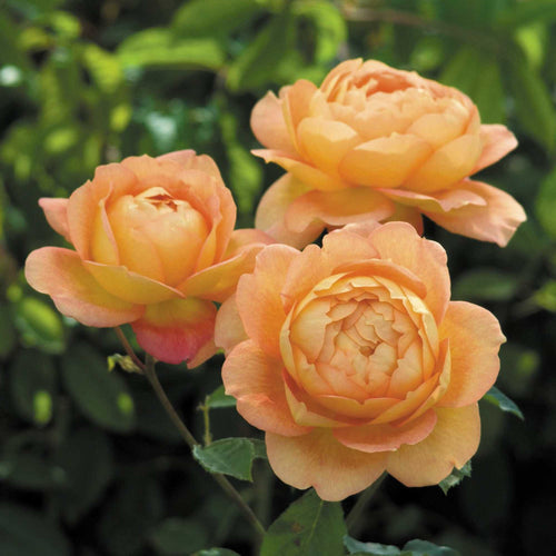 Lady Of Shalott