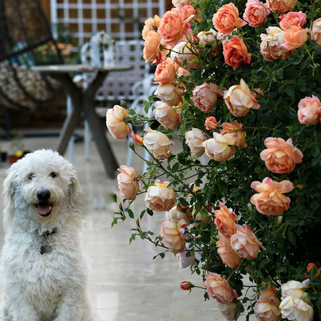 Lady Of Shalott