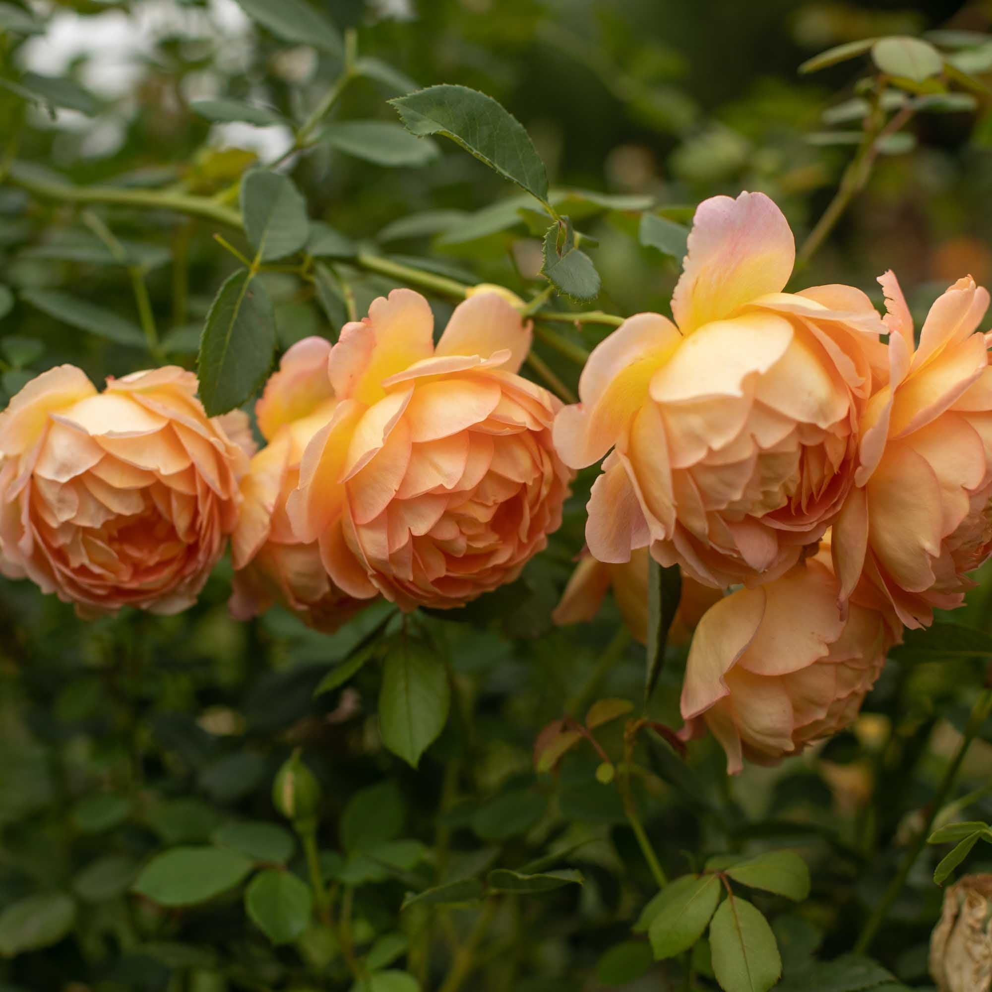 Lady Of Shalott