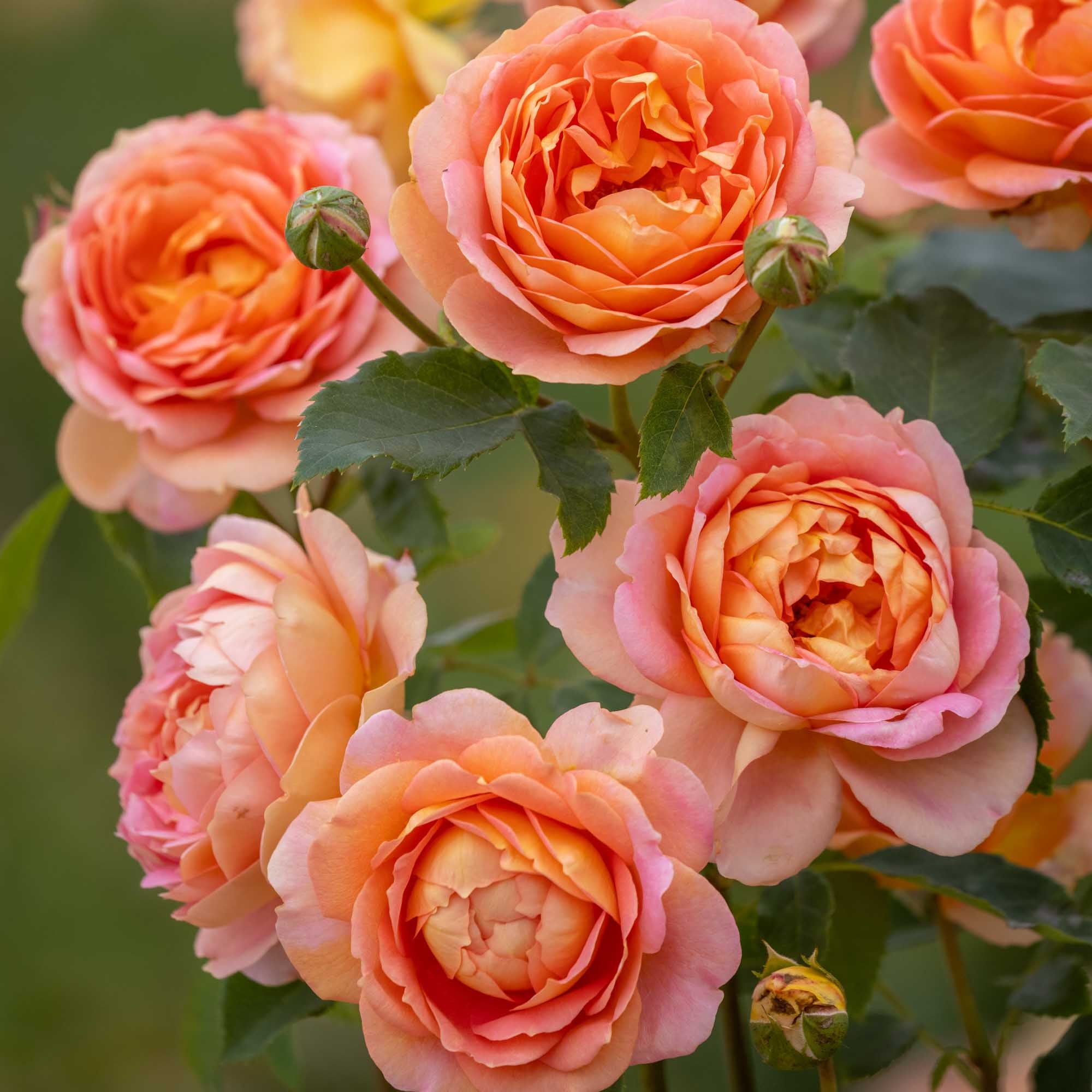 Lady Of Shalott