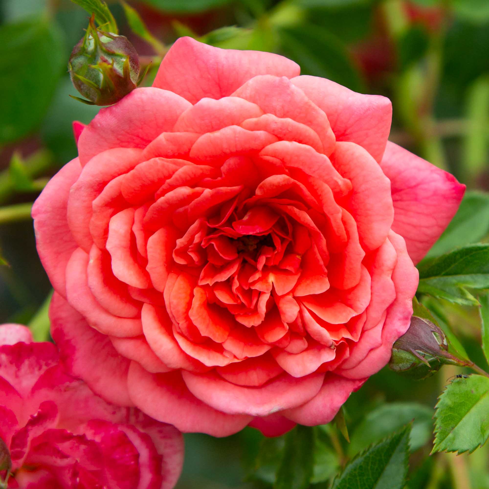 Rose プロフ必読 Lady Penelope Climbing Rose | Pink Rose Plant – Heirloom