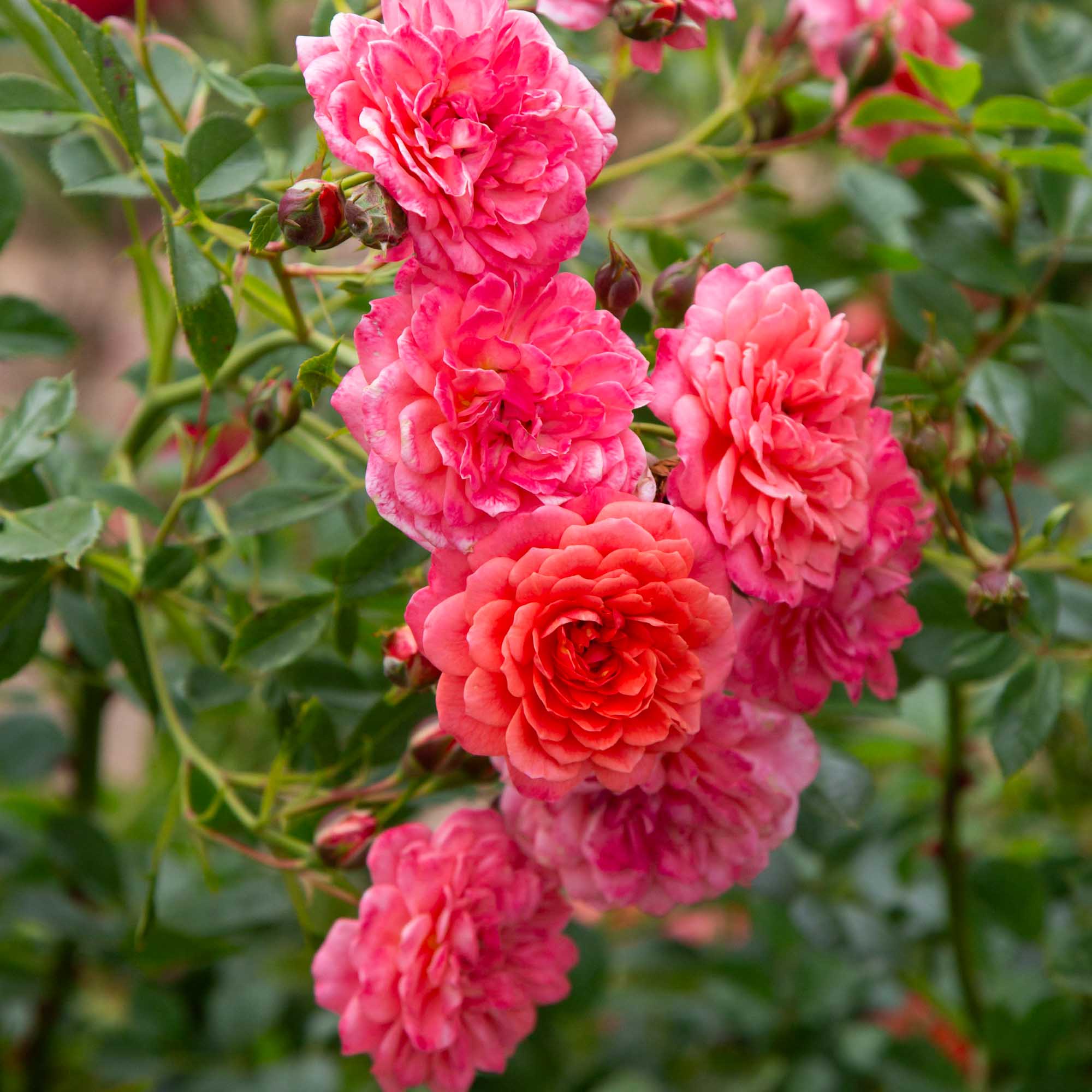 Lady Penelope Climbing Rose | Pink Rose Plant – Heirloom