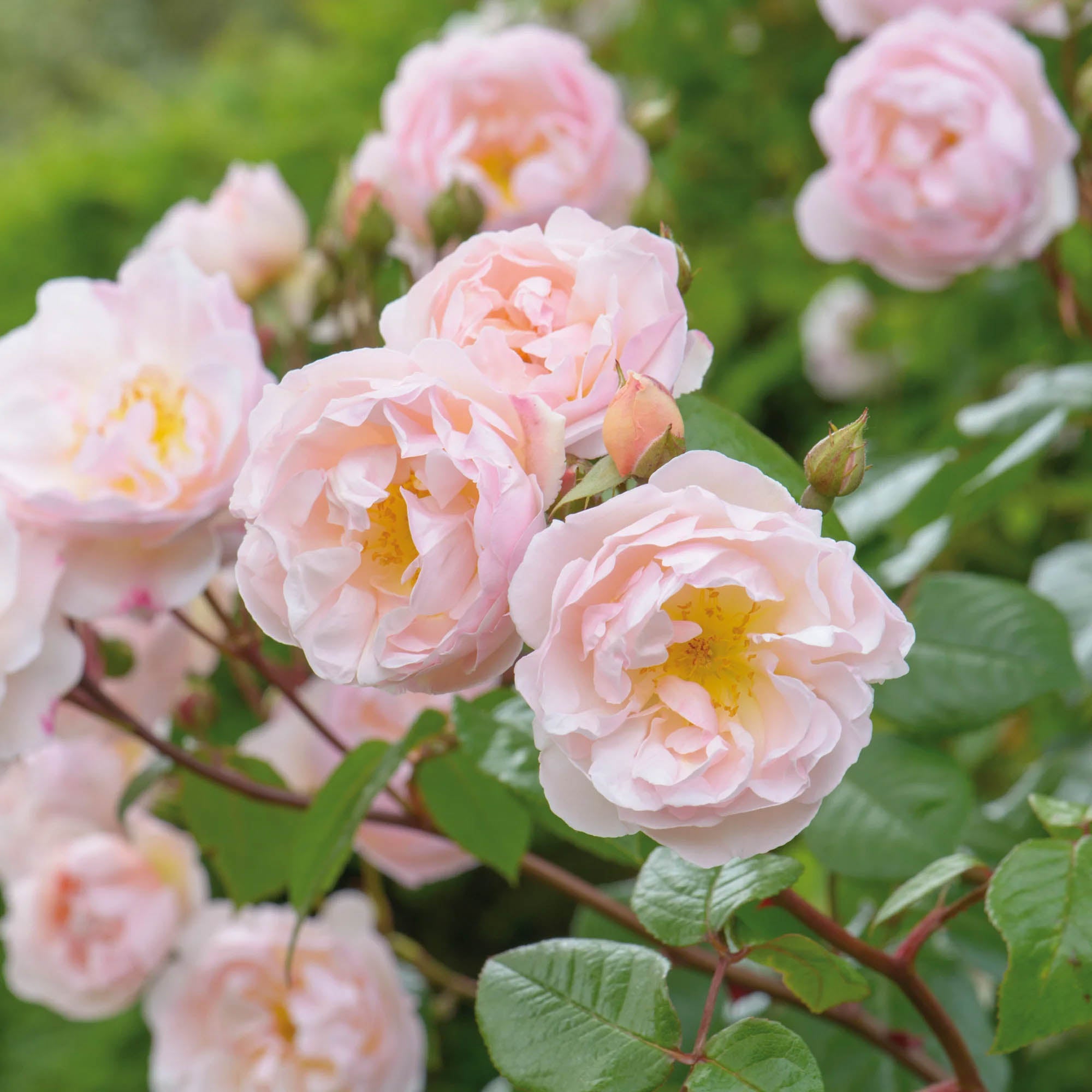 The Lady of the Lake English Rambling Rose | Heirloom