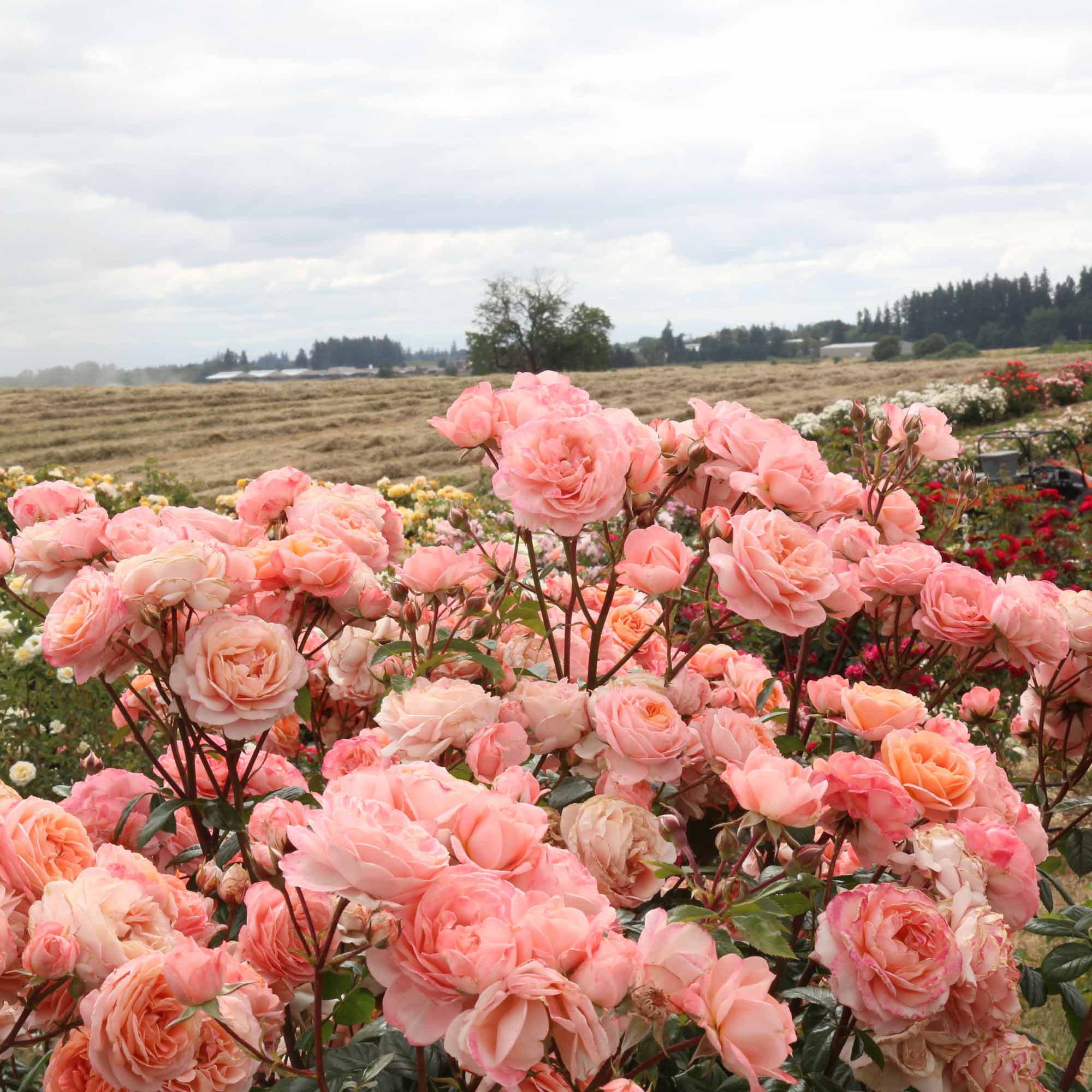 Lady Of The Mist™