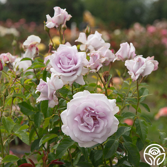 Lagerfeld Grandiflora Rose | Fragrant Rose Plant – Heirloom