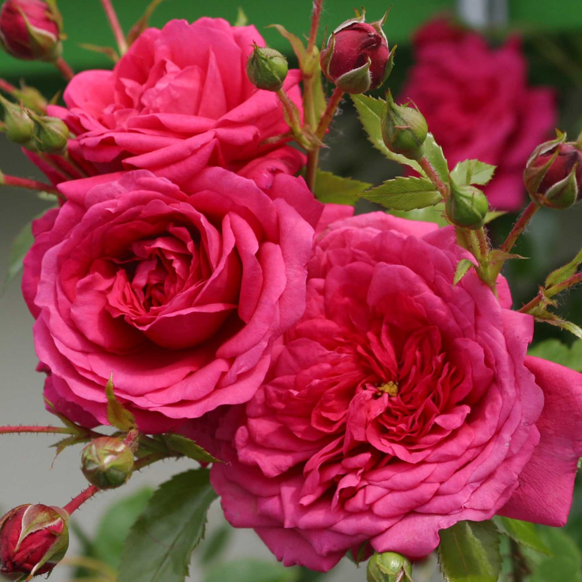 Arborose® Laguna