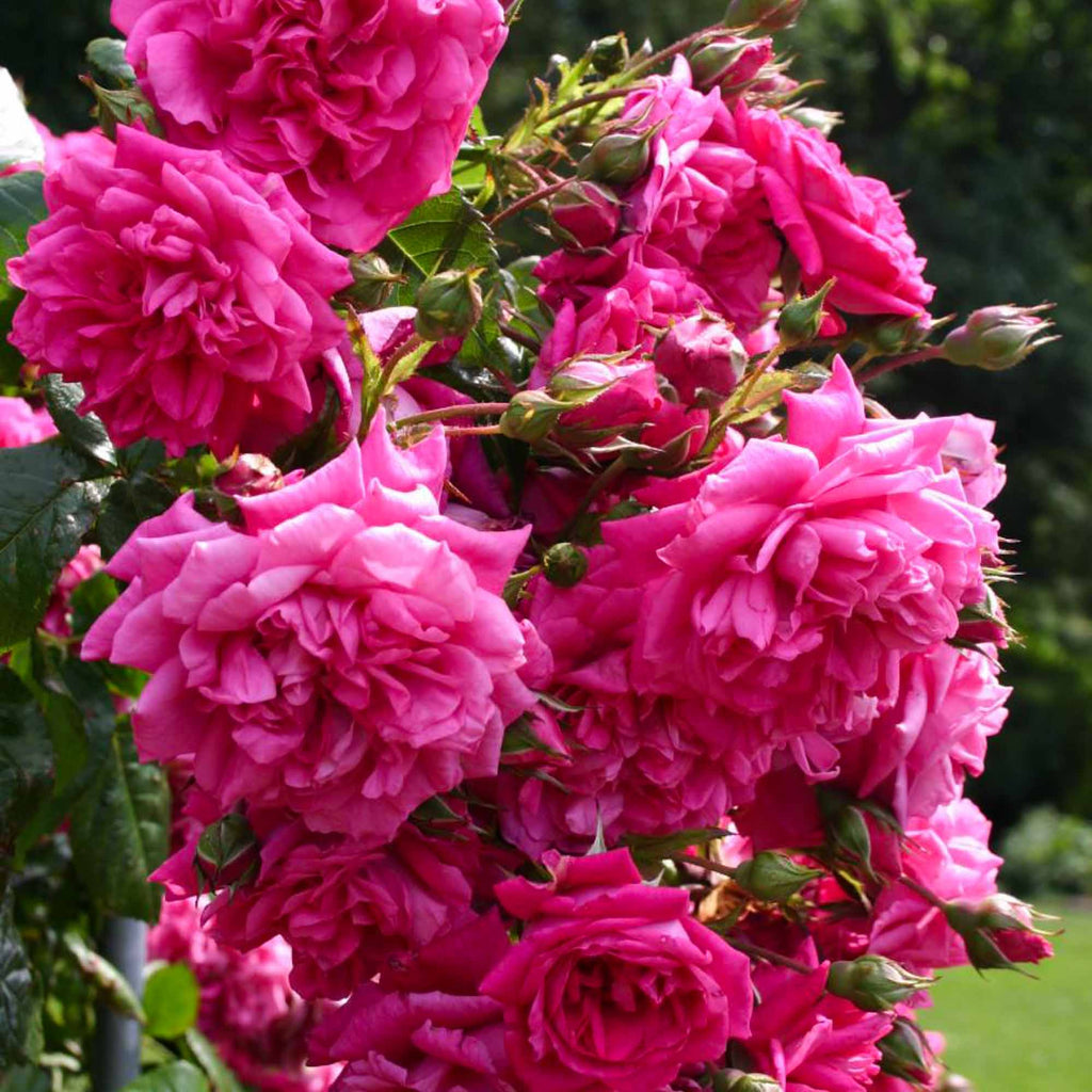 Arborose® Laguna