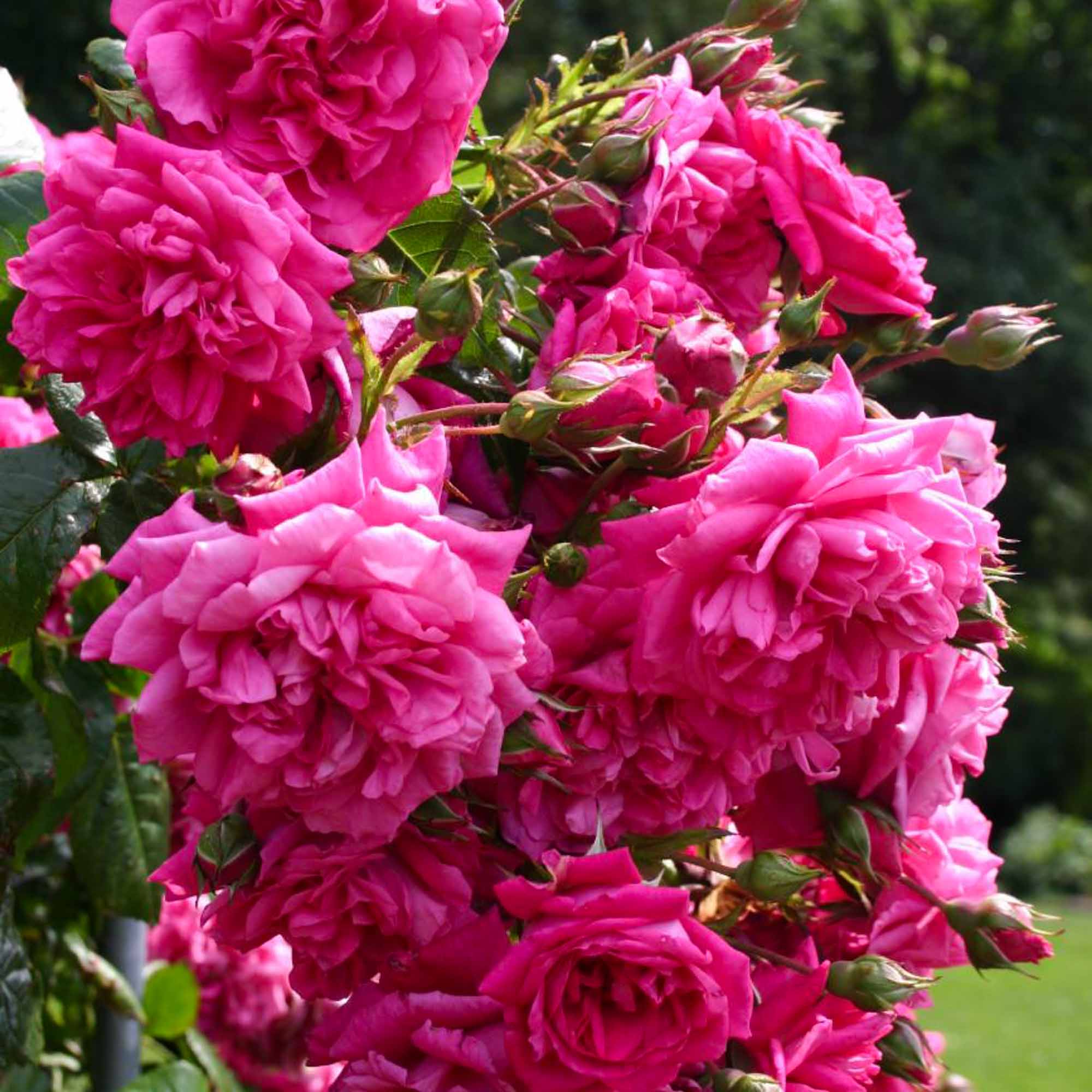 Arborose® Laguna