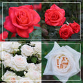 Last Chance Roses