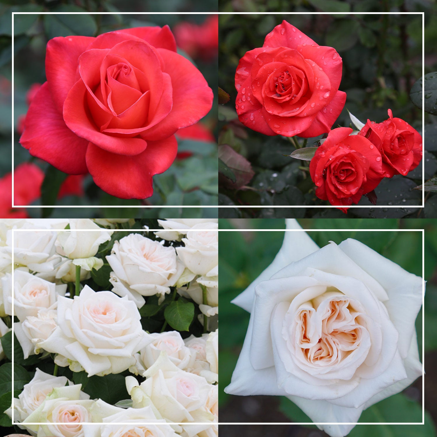 Last Chance Roses