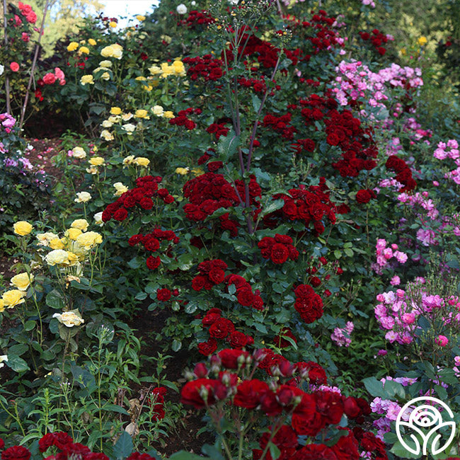 Lava Flow – Heirloom Roses