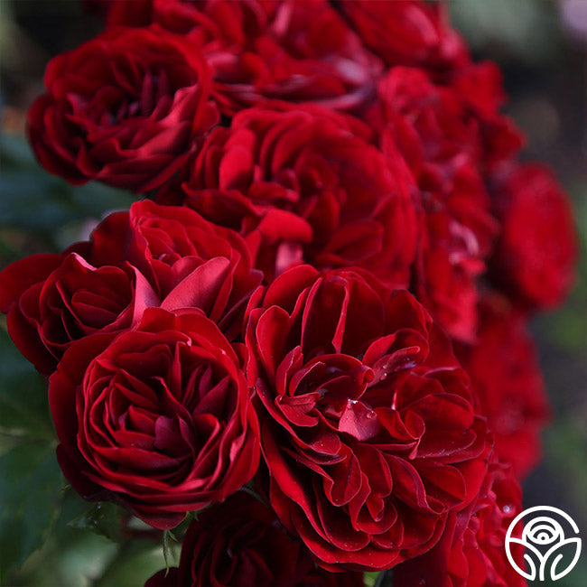 Lava Flow – Heirloom Roses