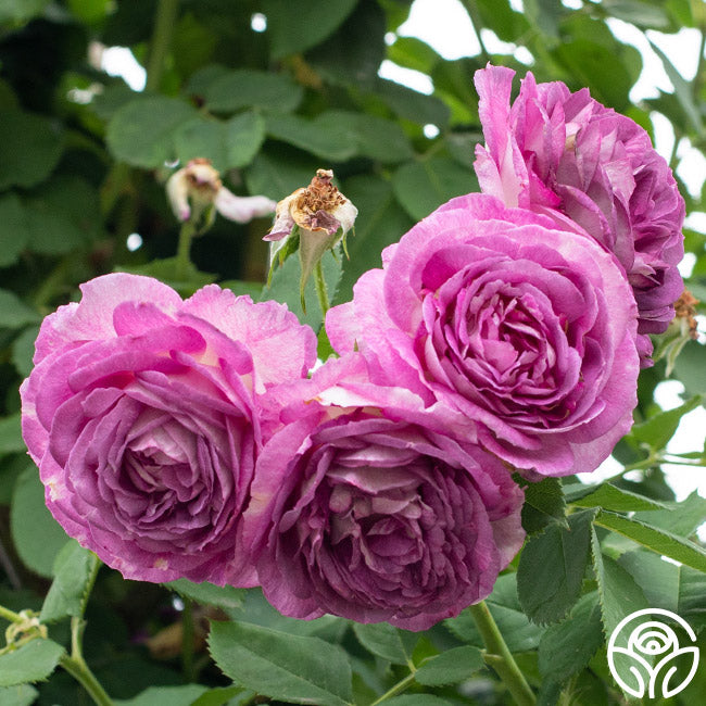 plant roses with lavender CL Lavender Crush™