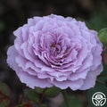 Lavender Crystal