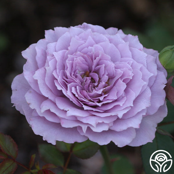 Lavender Crystal – Heirloom