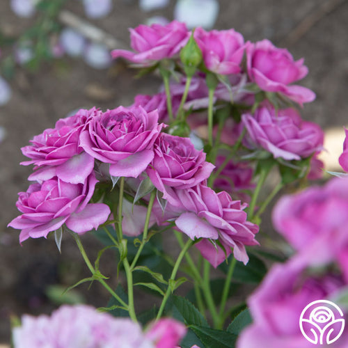 lavender rose plants for sale Heirloom Roses Rose Bush