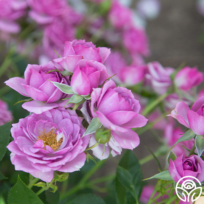 pink lavender flower Heirloom Roses Rose Bush