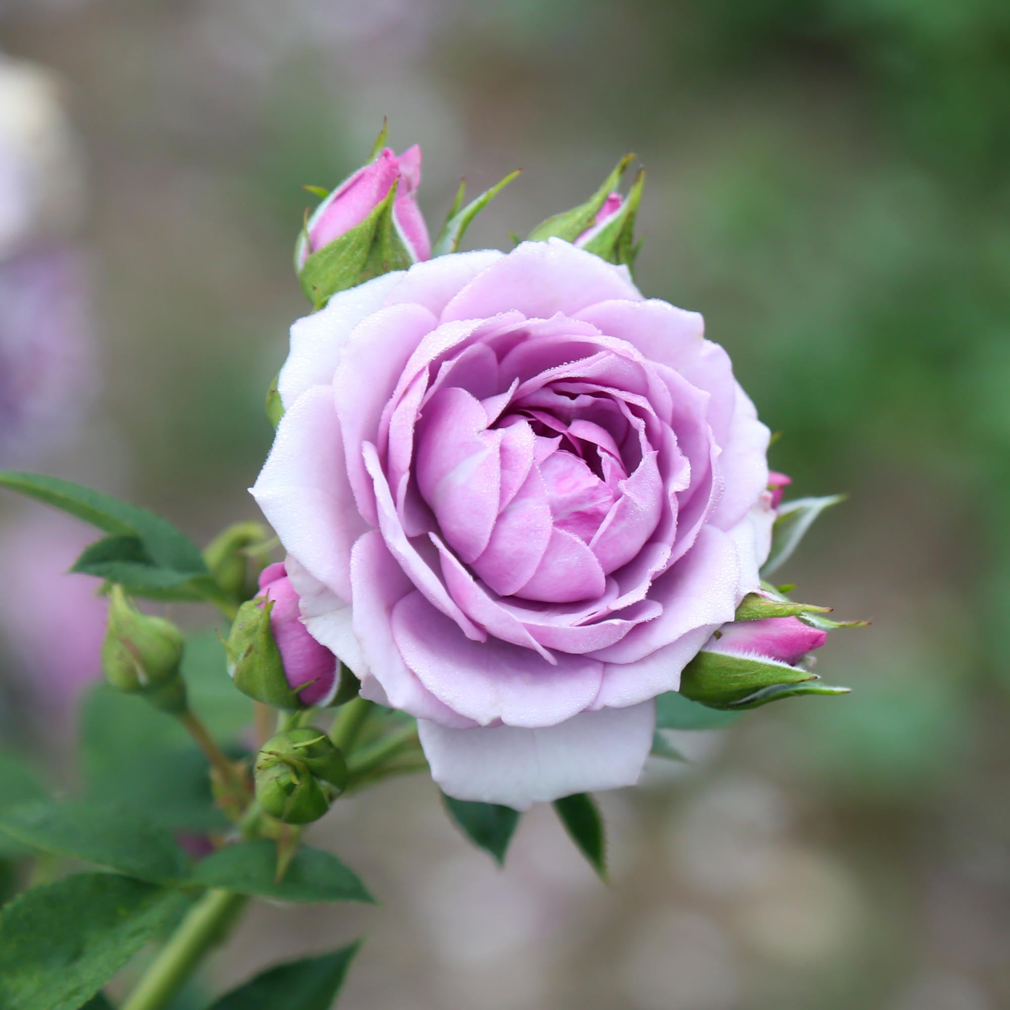 Veranda Lavender Floribunda Rose | Purple Rose Bush – Heirloom