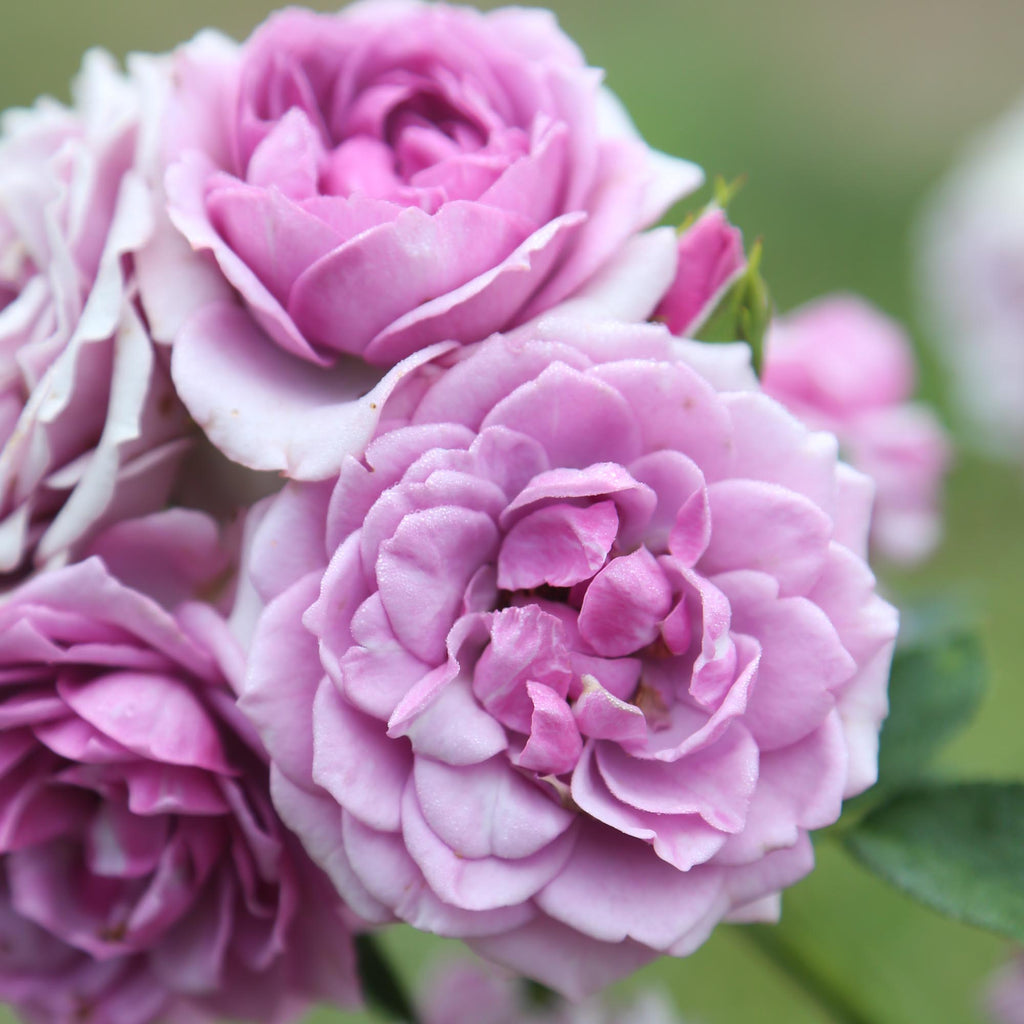 Veranda® Lavender