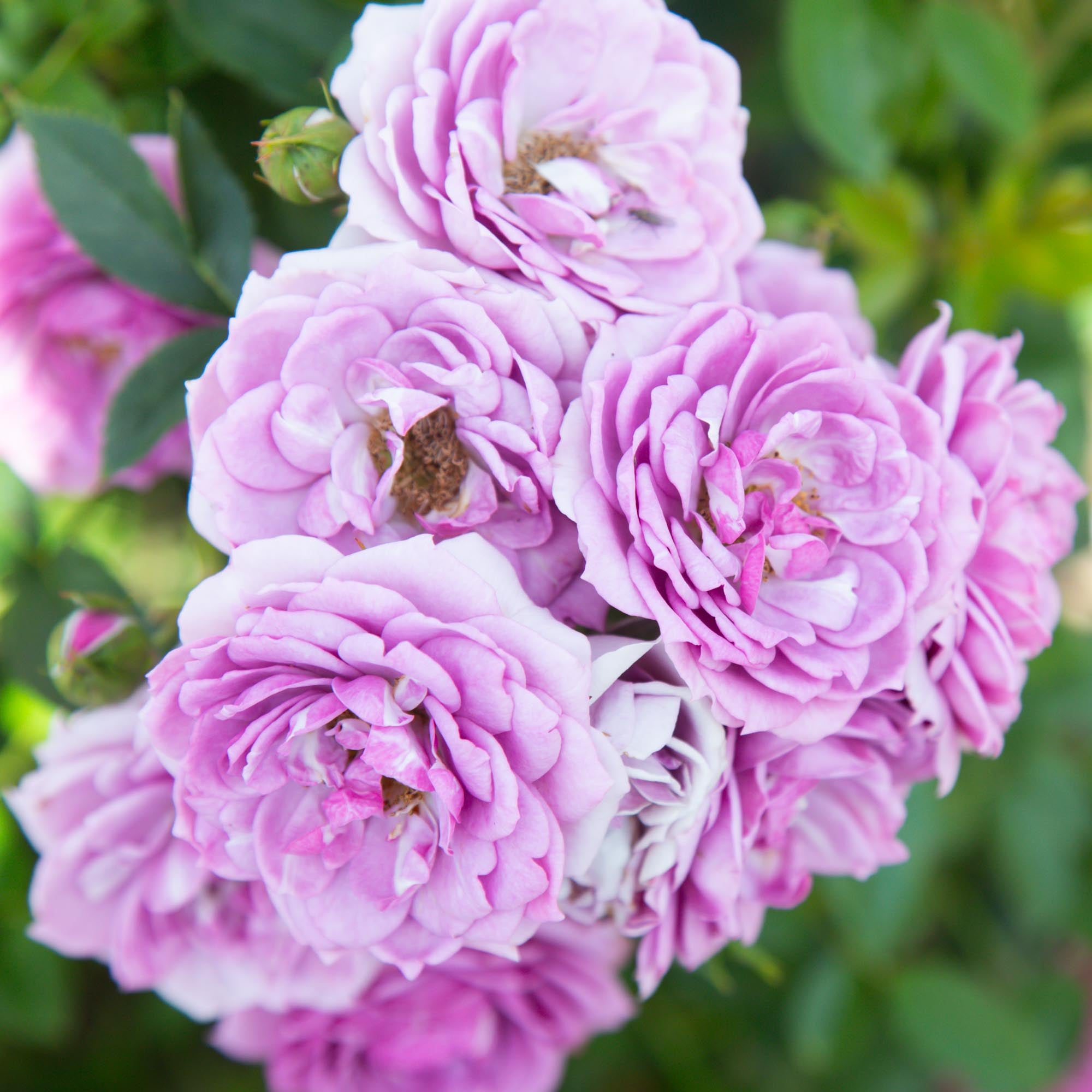 Veranda Collection – Heirloom