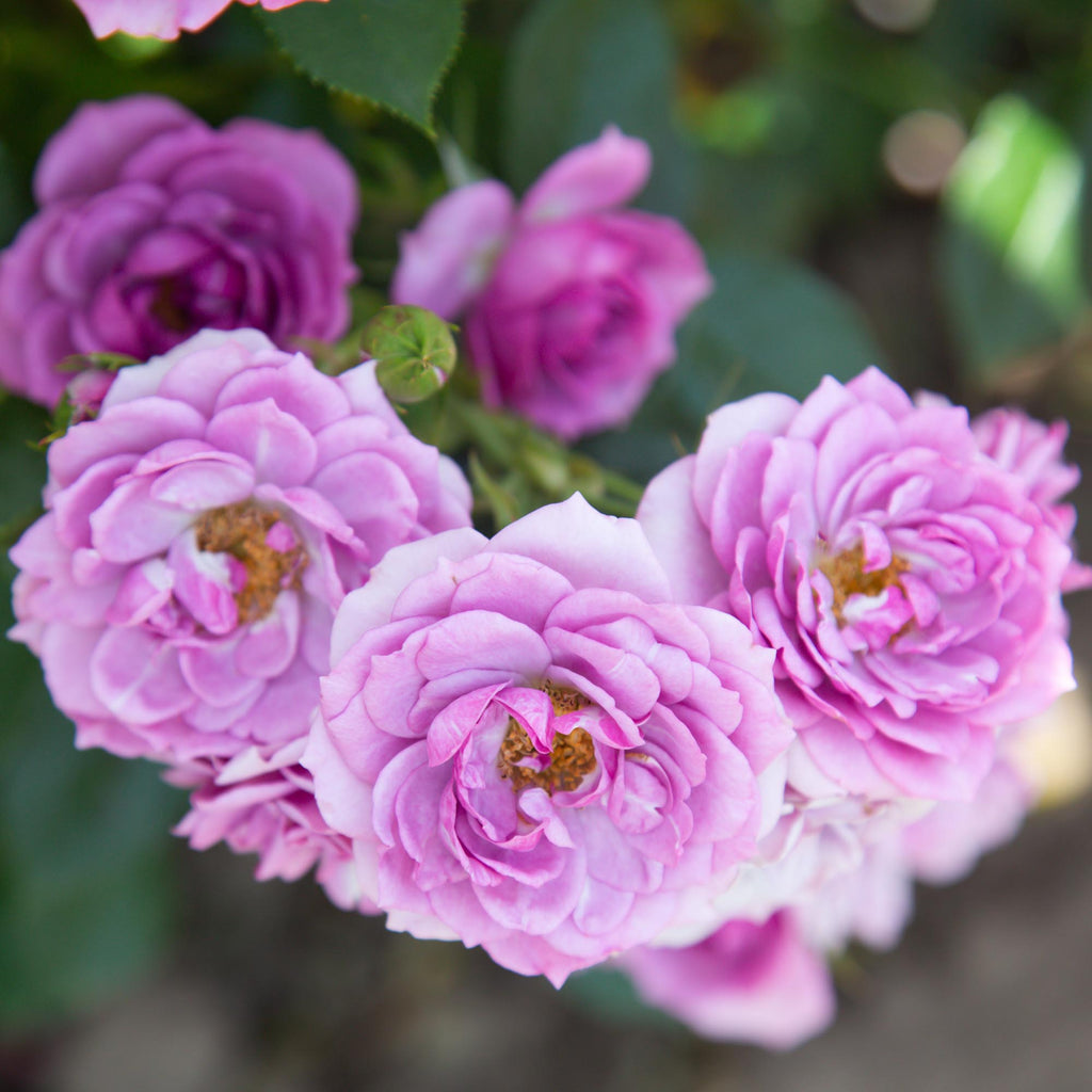 Veranda® Lavender