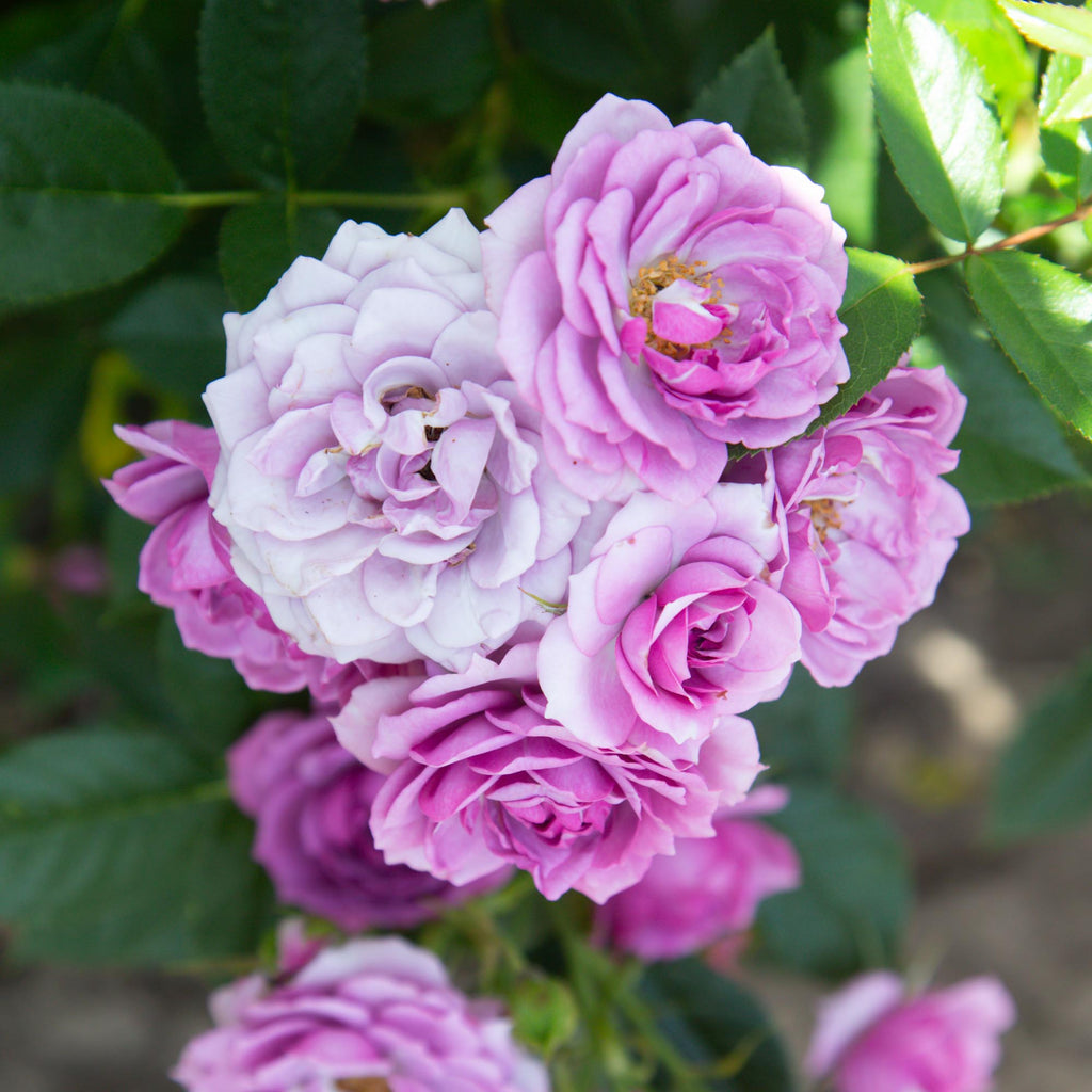 Veranda® Lavender