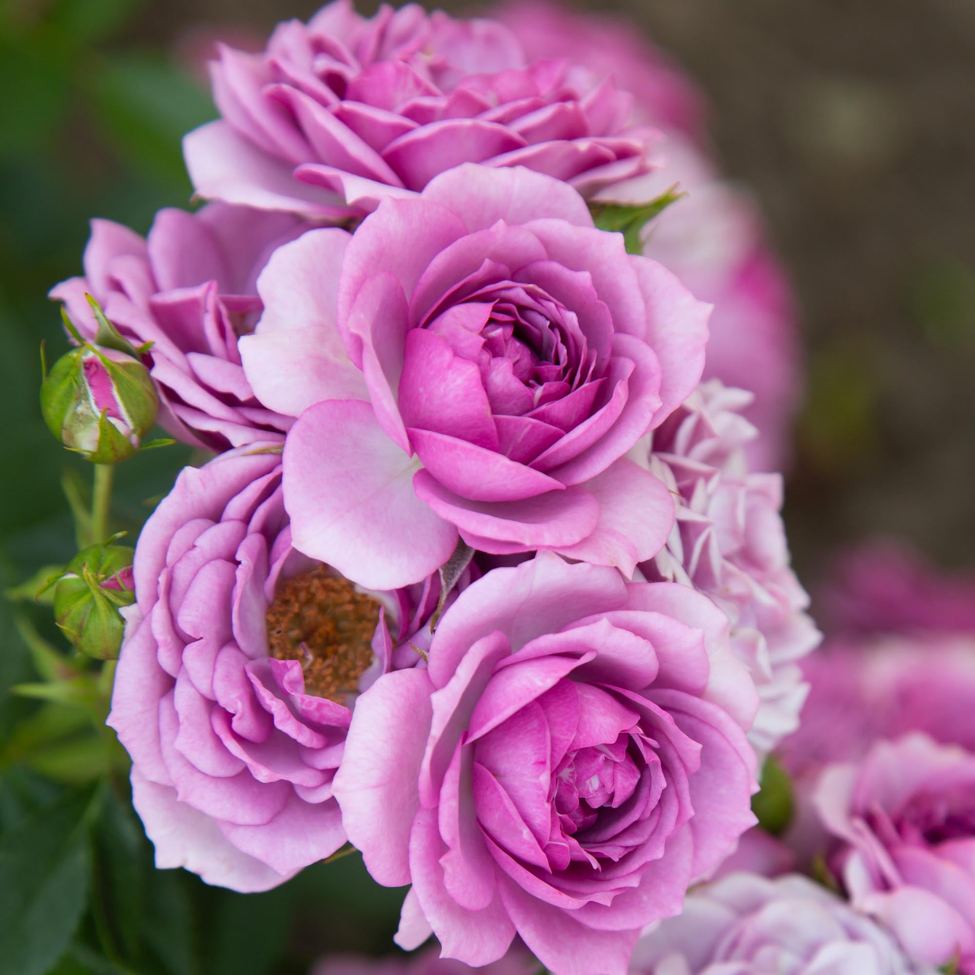 Veranda Lavender Floribunda Rose | Purple Rose Bush – Heirloom