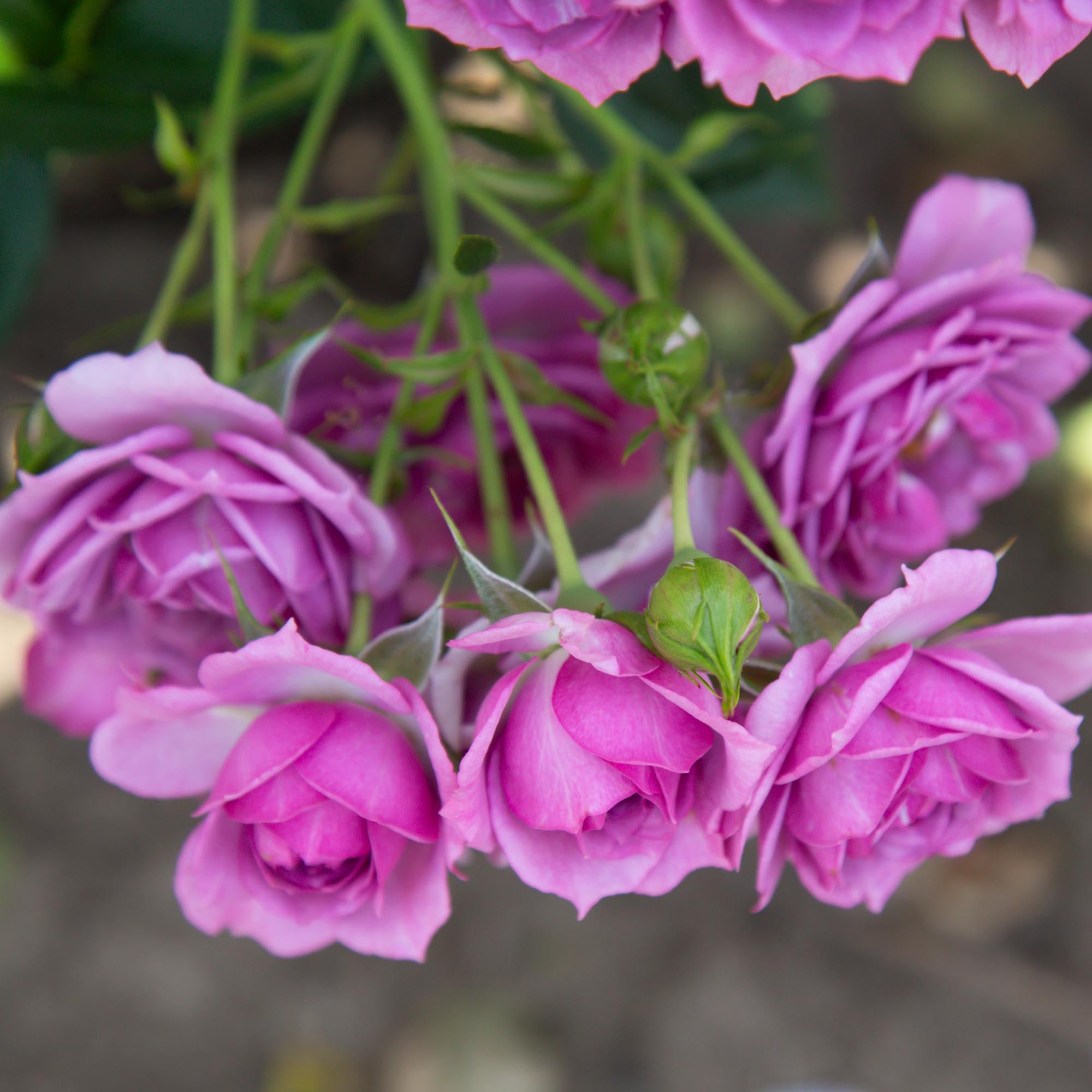 Veranda® Lavender