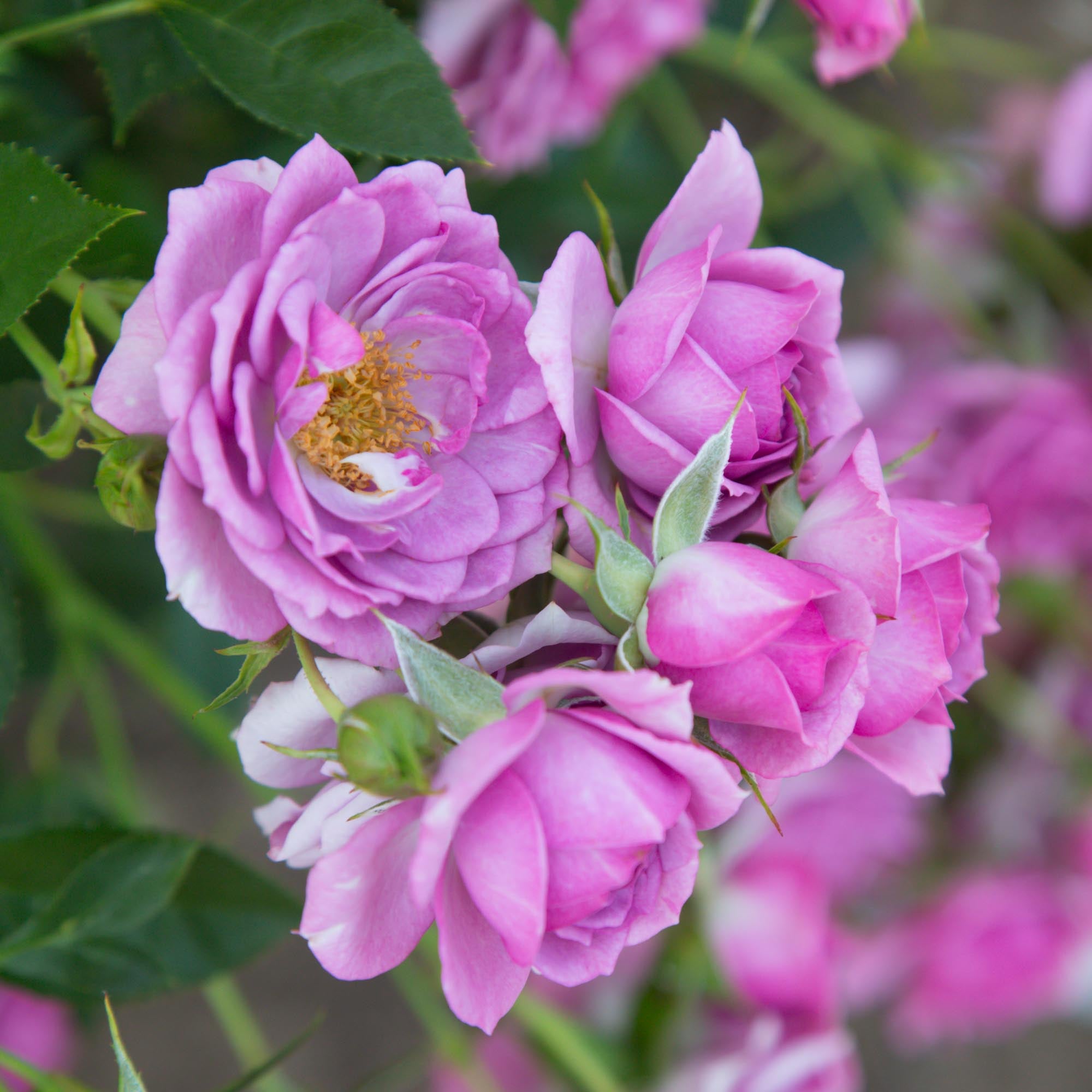 Veranda Lavender Floribunda Rose | Purple Rose Bush – Heirloom