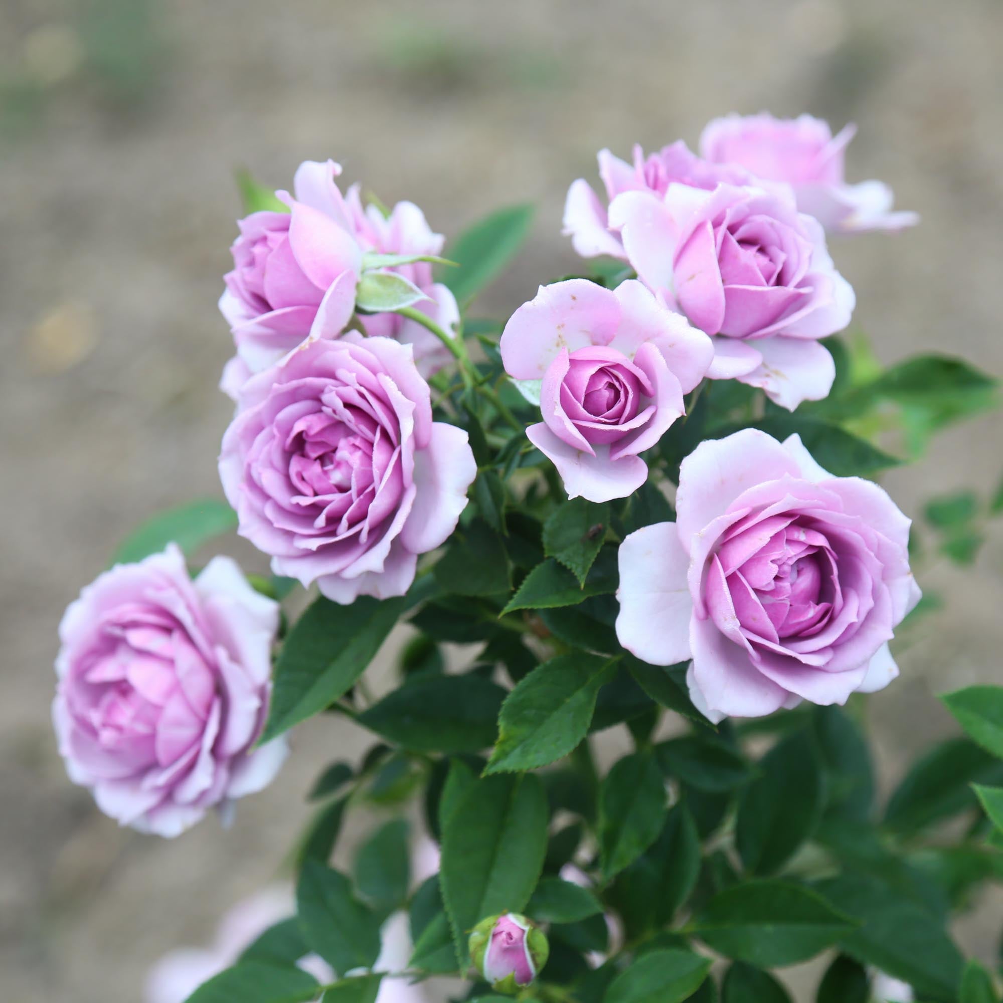 Veranda® Lavender