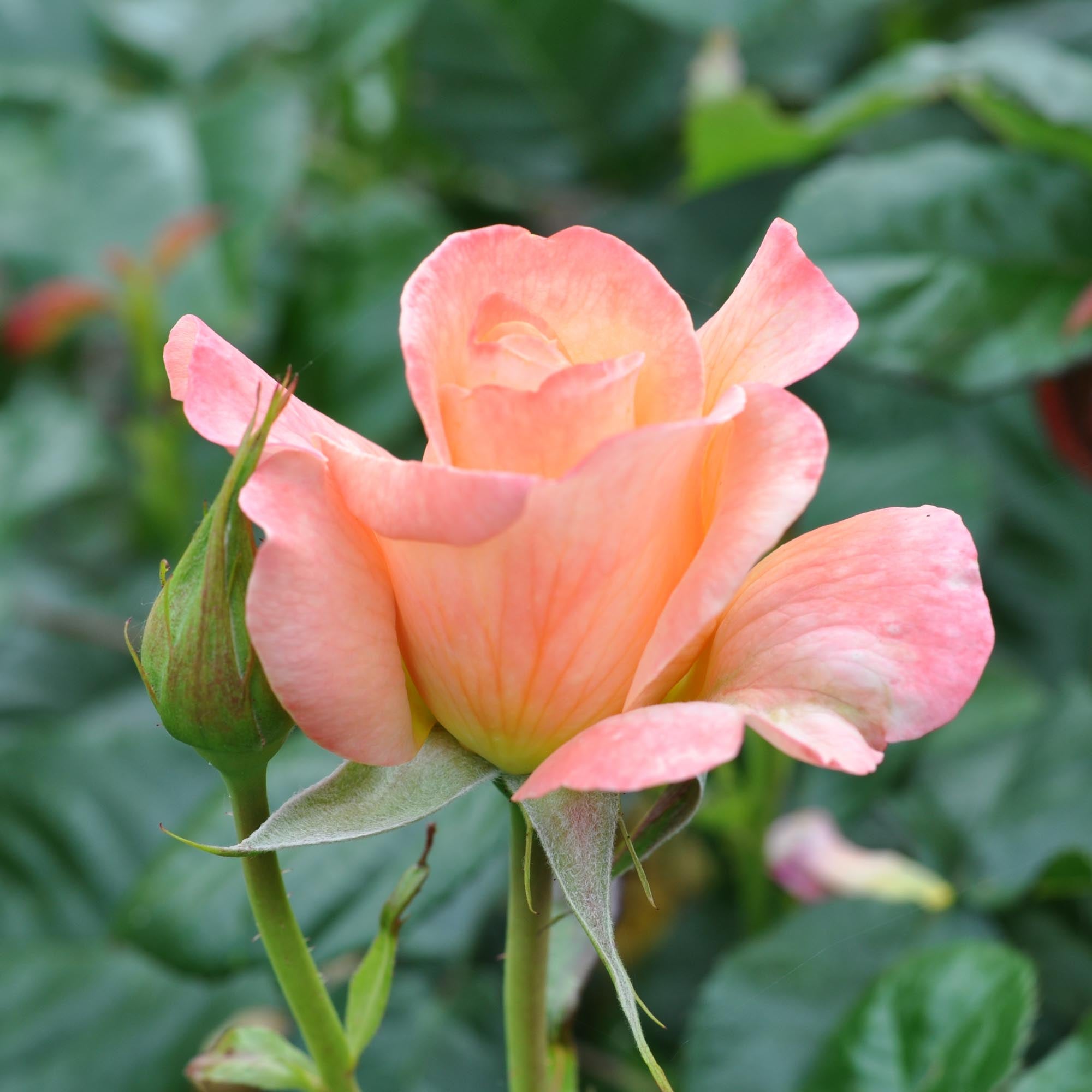 Lawrence Of Arabia Floribunda Rose | Fragrant Rose Bush – Heirloom