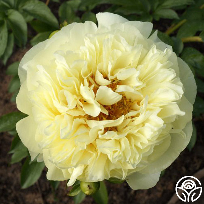 Lemon Chiffon peony with pale yellow, fluffy double blooms