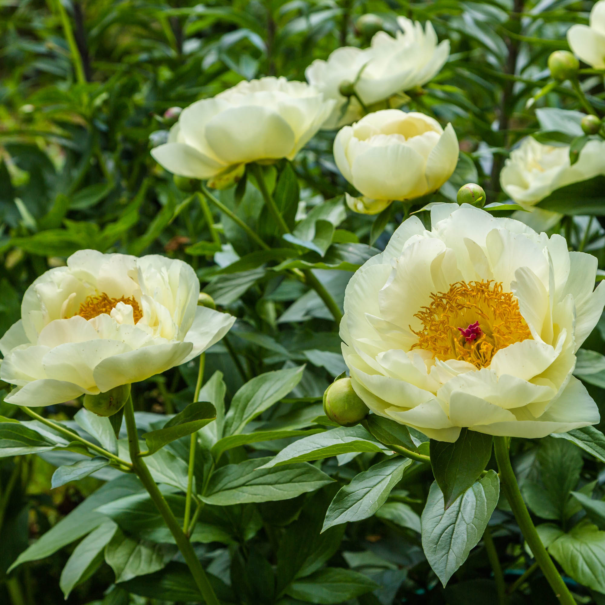 Lemon Chiffon