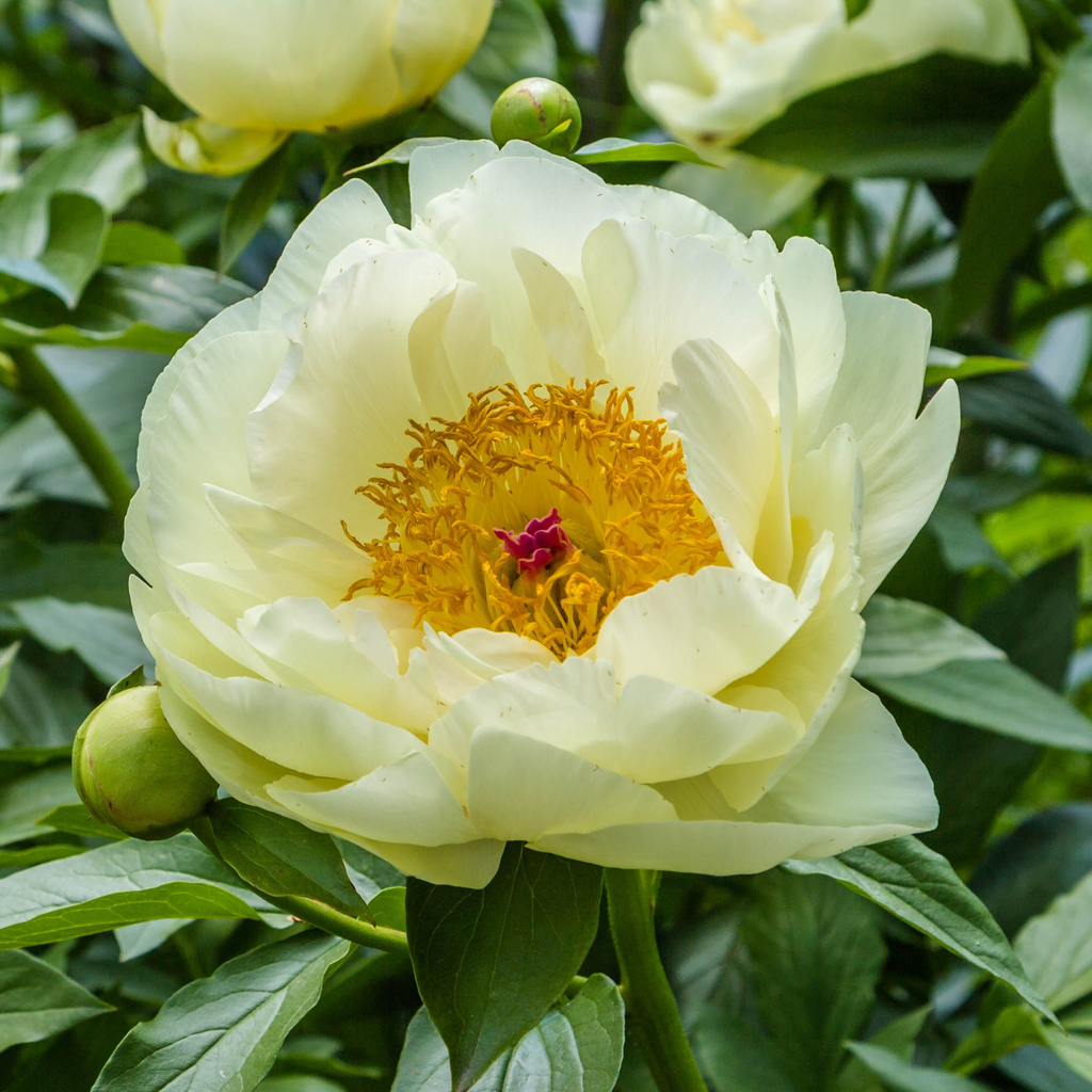 Lemon Chiffon