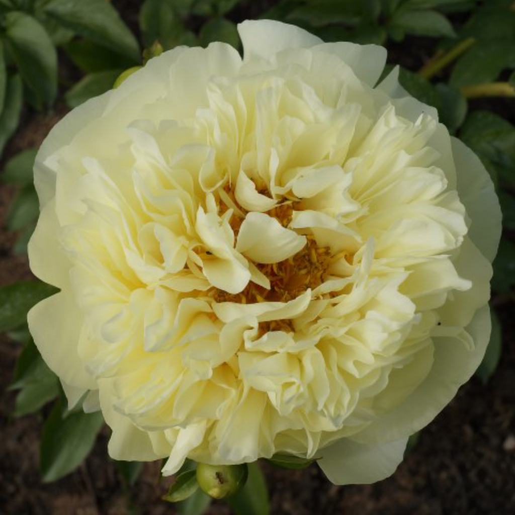 Lemon Chiffon