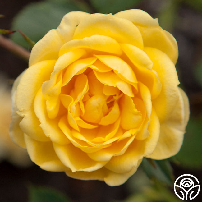 Lemon Drop Roses Lemon Drop – Heirloom