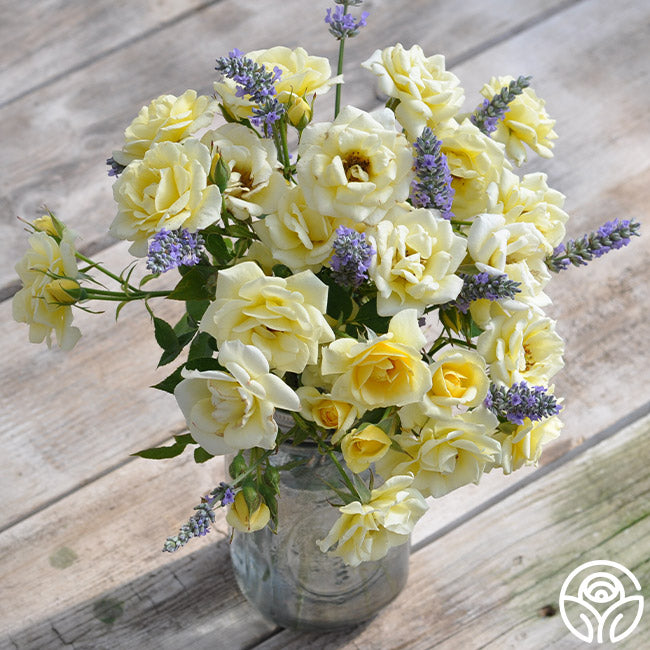 Lemon Roses Images Lemon Spice Rose - Hybrid Tea - Very Fragrant – Heirloom Roses