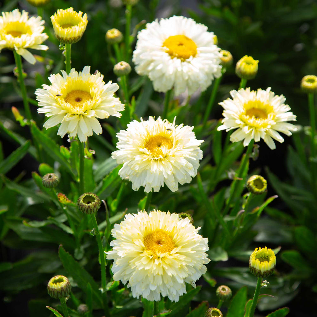 Lemon Puff
