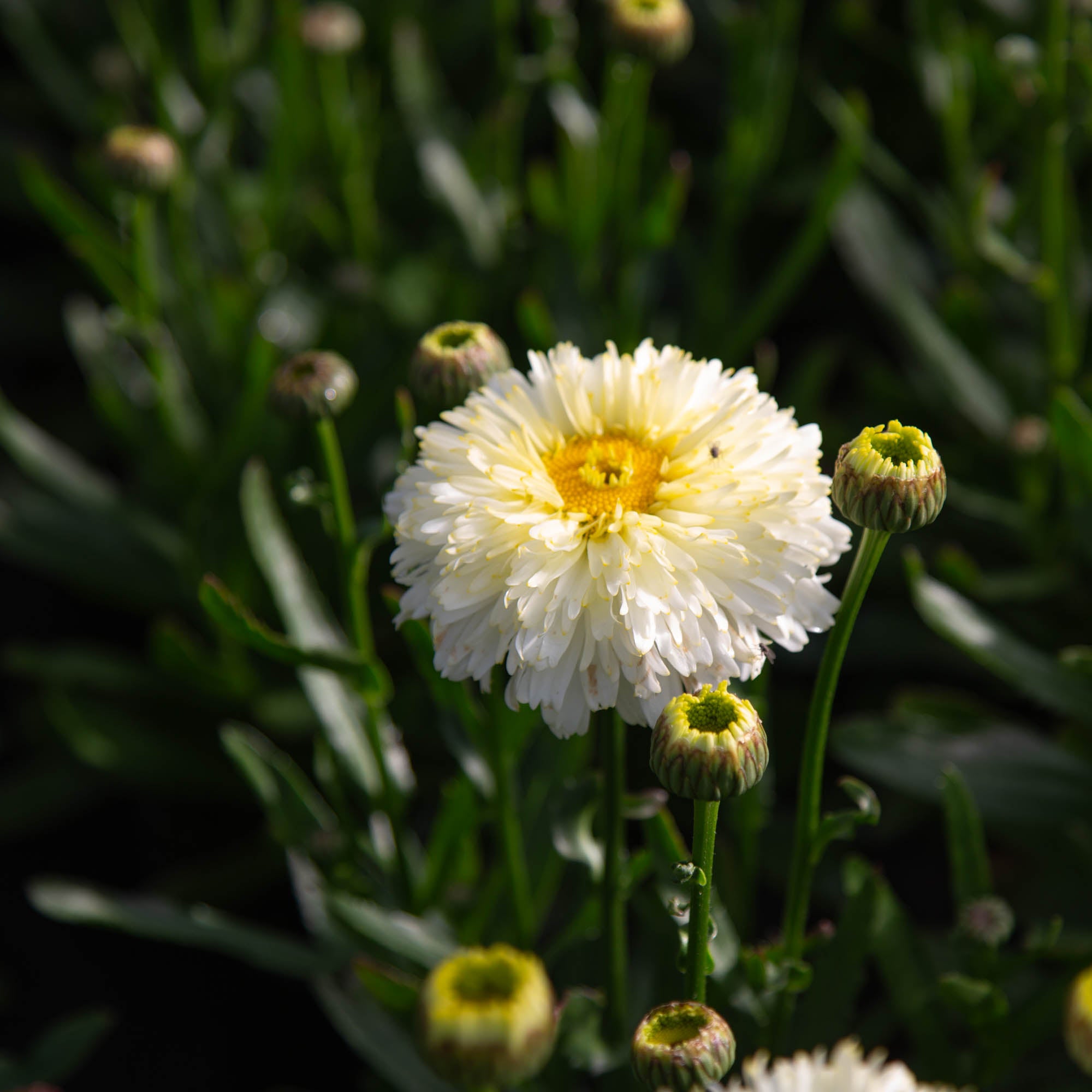 Lemon Puff