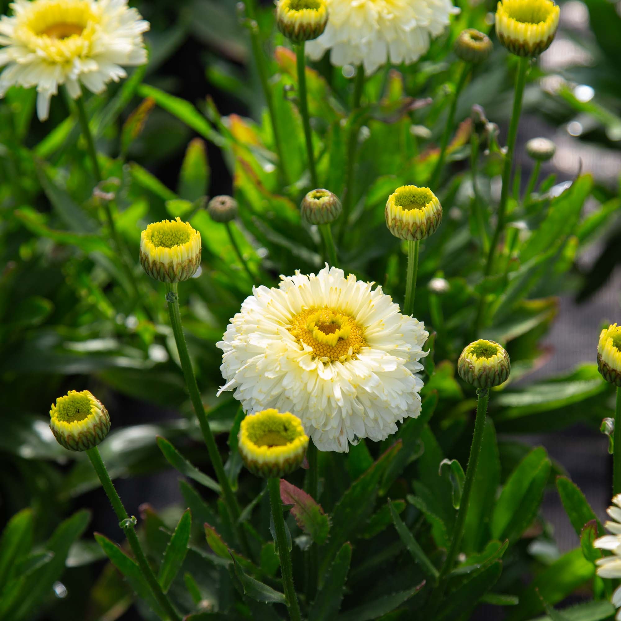 Heirloom Roses Lemon Puff Shasta Daisy - Thumbnail 5