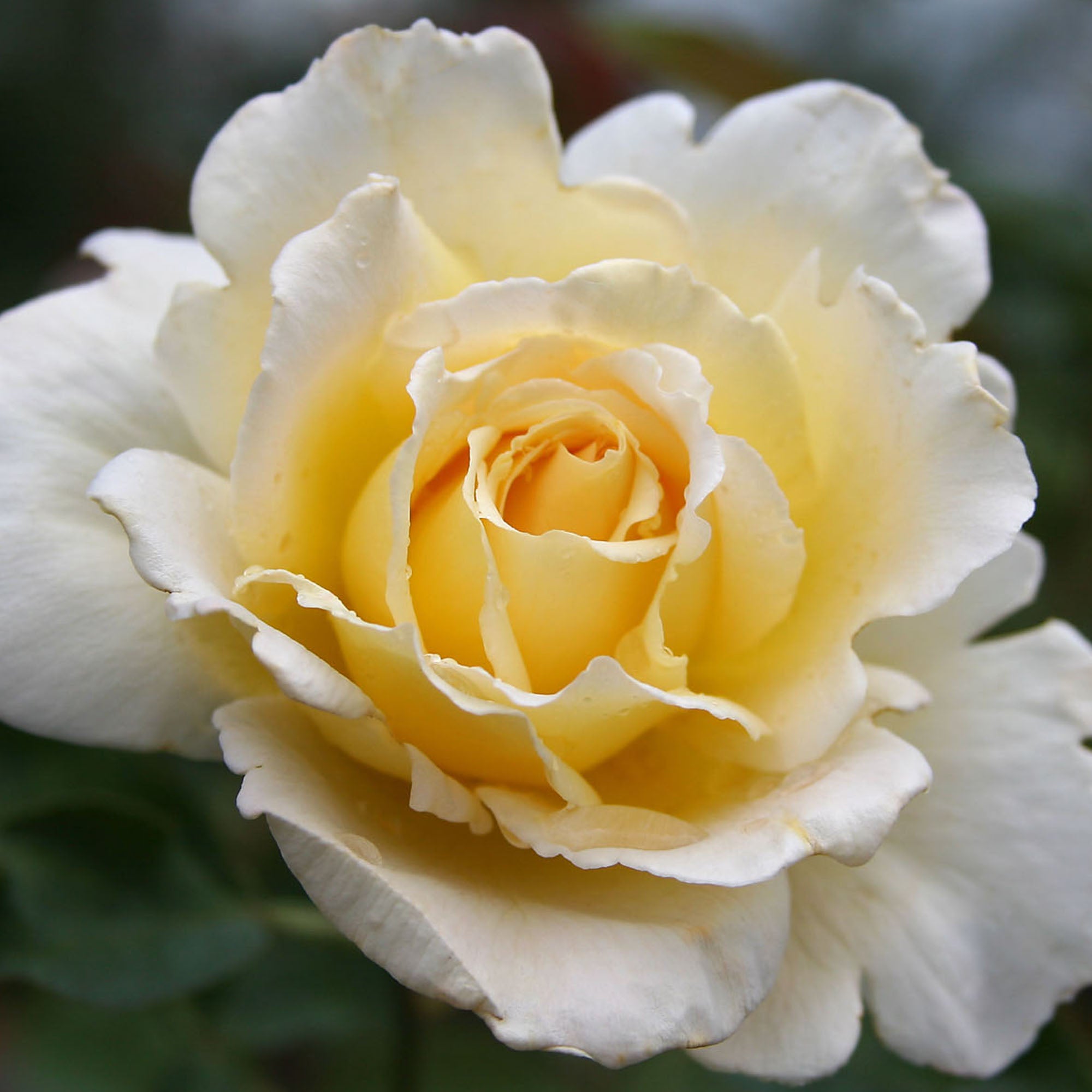 Lemon Spice