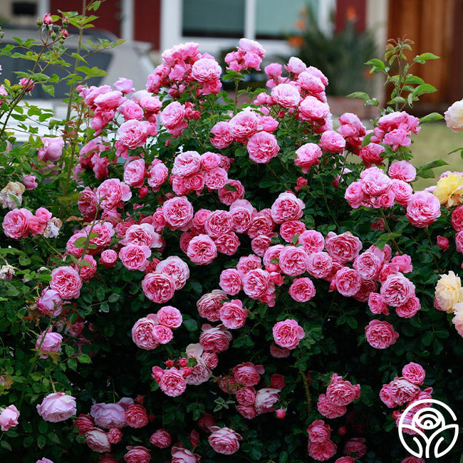 Rosa Leonardo Da Vinci (Leonardo Vinci, Růže Leonardo, Růže Leonardo Vinci) Rosa Leonardo Da Vinci