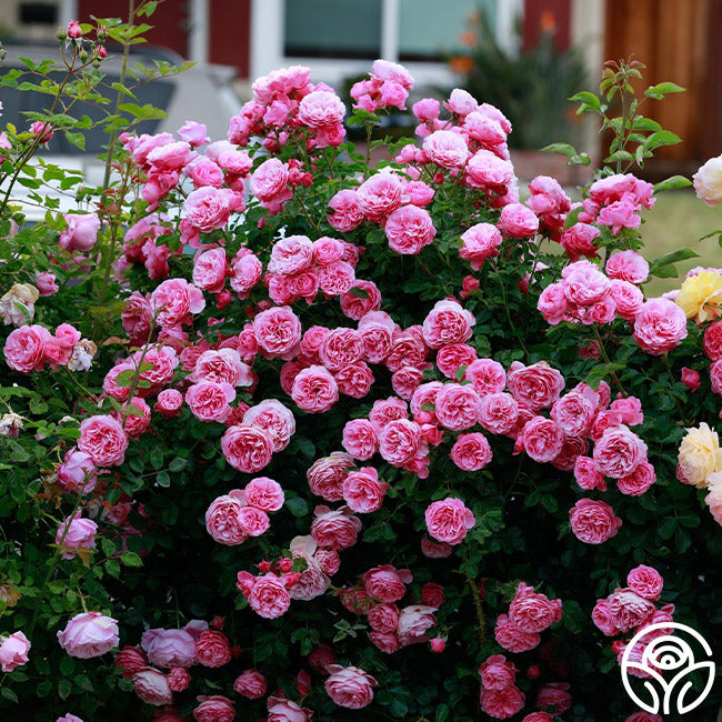 Leonardo Da Vinci Rose - Shrub - Lightly Fragrant – Heirloom Roses