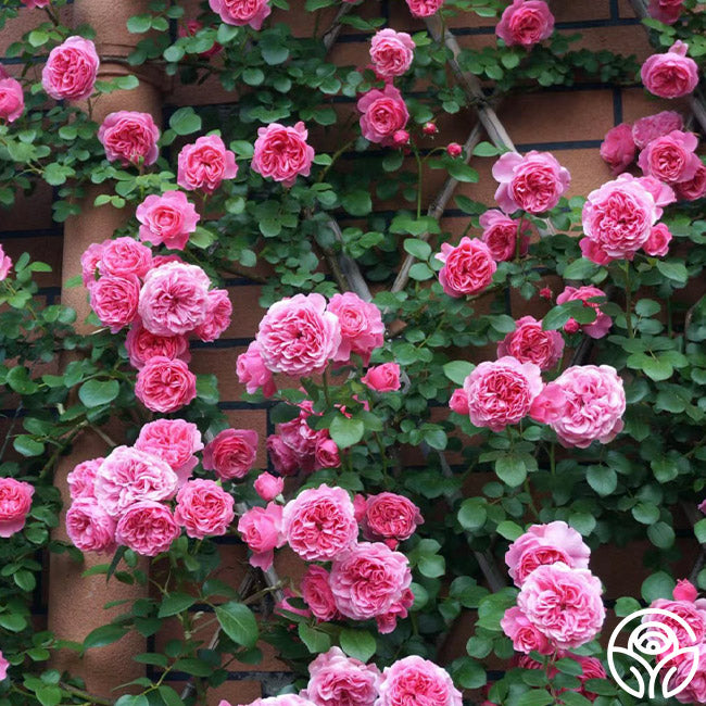 Leonardo Da Vinci Rose - Shrub - Lightly Fragrant – Heirloom Roses