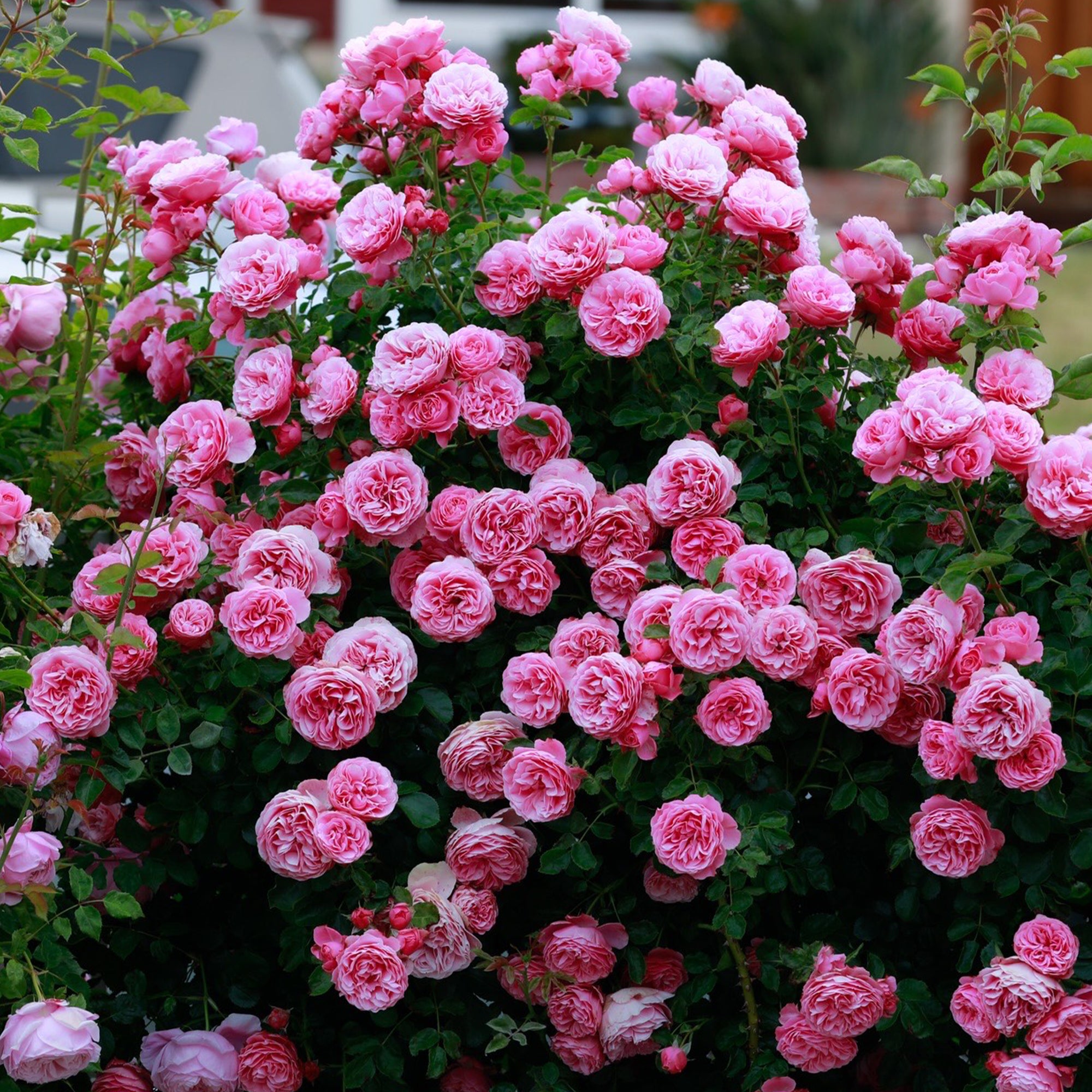 Roses, Rose Bushes, Rose Gardening, Rose Plants Heirloom Roses