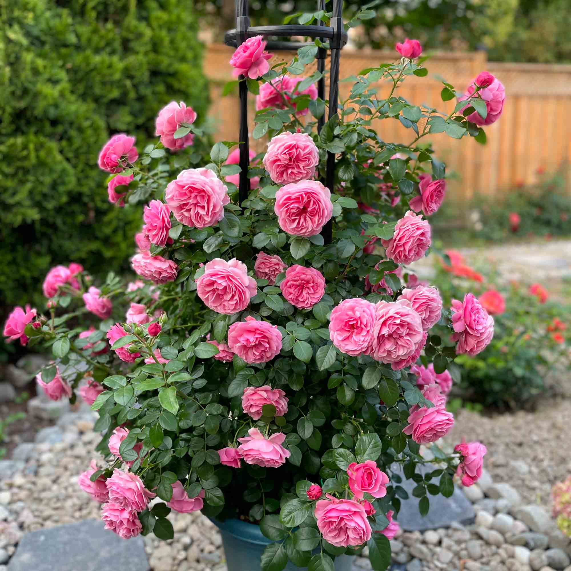 Leonardo Da Vinci Shrub Rose | Heirloom Roses