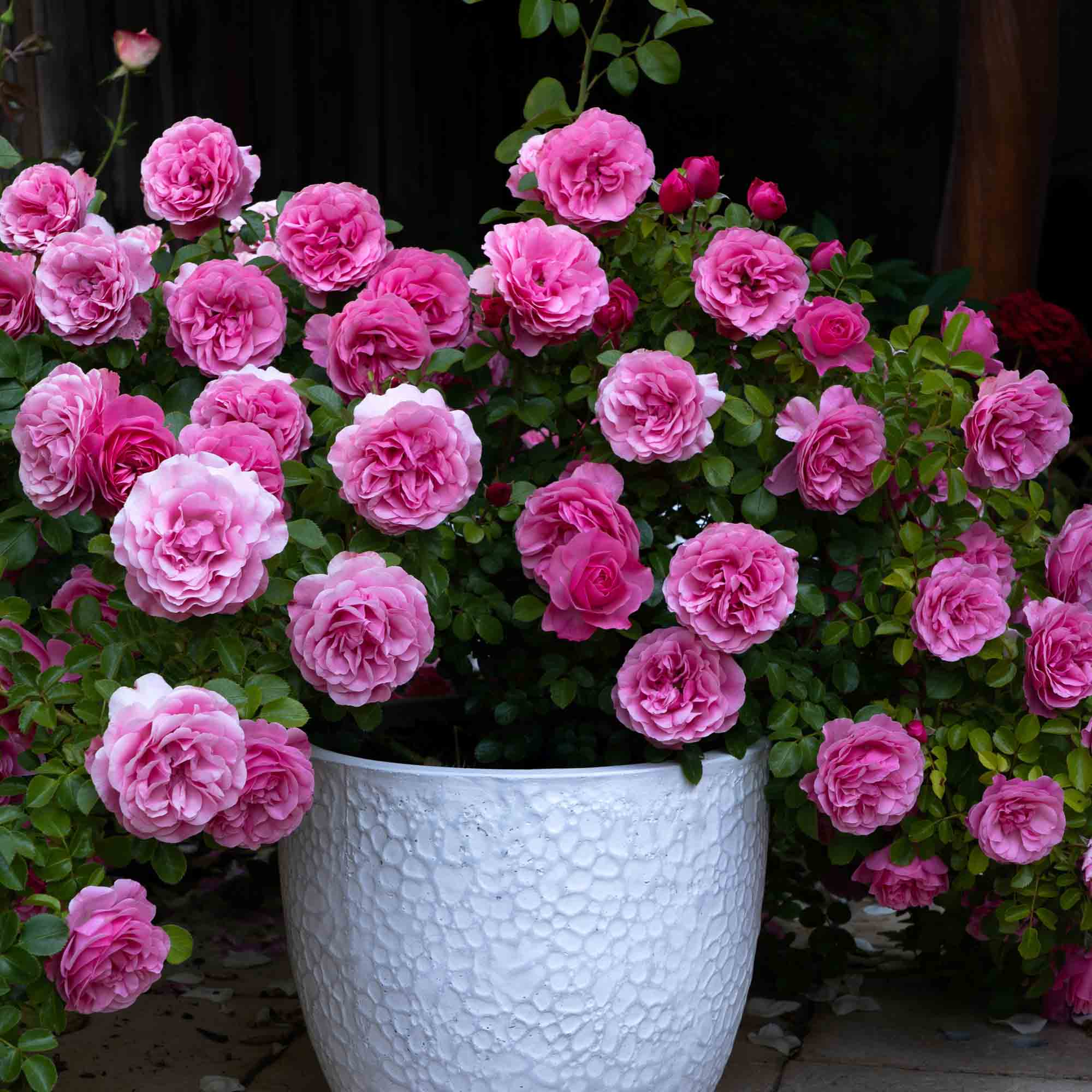 Leonardo Da Vinci Shrub Rose | Heirloom Roses