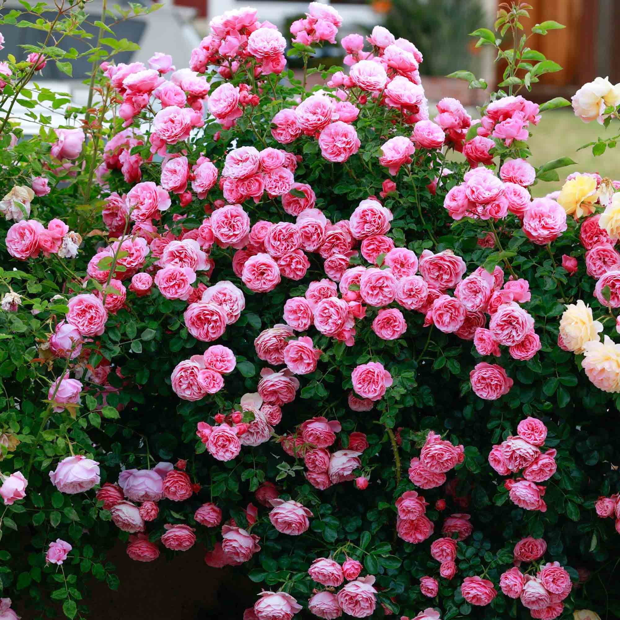 Leonardo Da Vinci Shrub Rose | Heirloom Roses