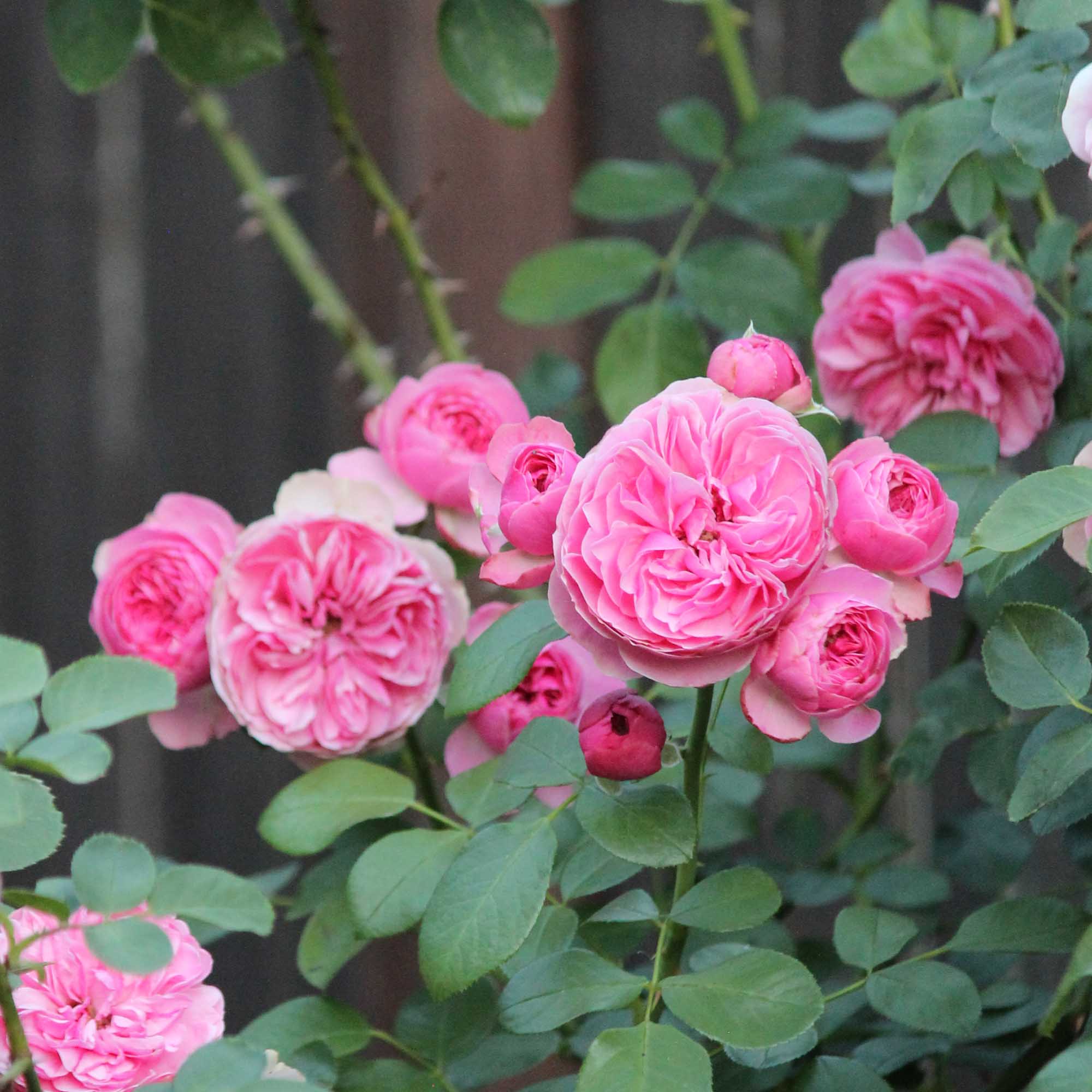 Leonardo Da Vinci Shrub Rose | Heirloom Roses